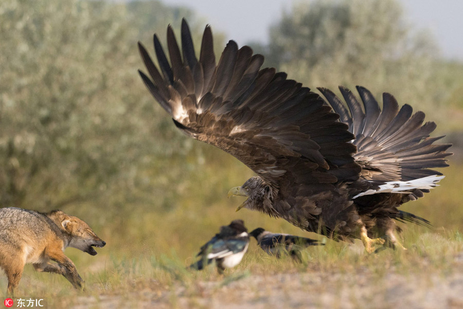 sacal-vs-vultur