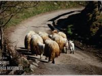 paste_rosia