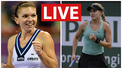 halep live