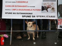 MITING - LEGE - EUTANASIE - CAINI - BUCURESTI