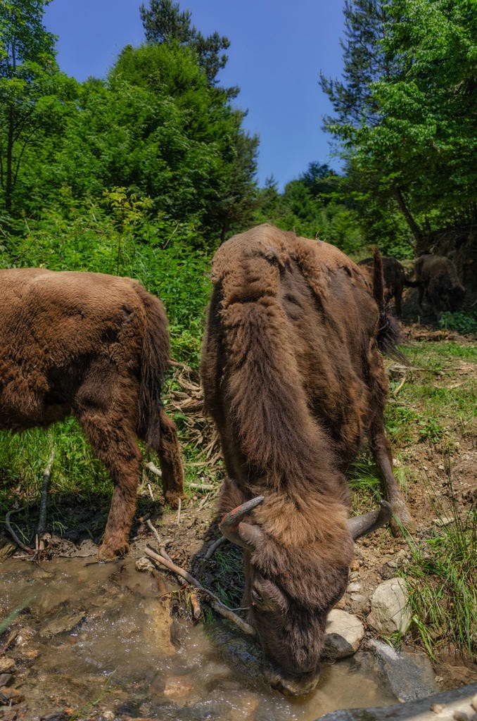 zimbri - muntii tarcului 2 © Costas Dumitrescu