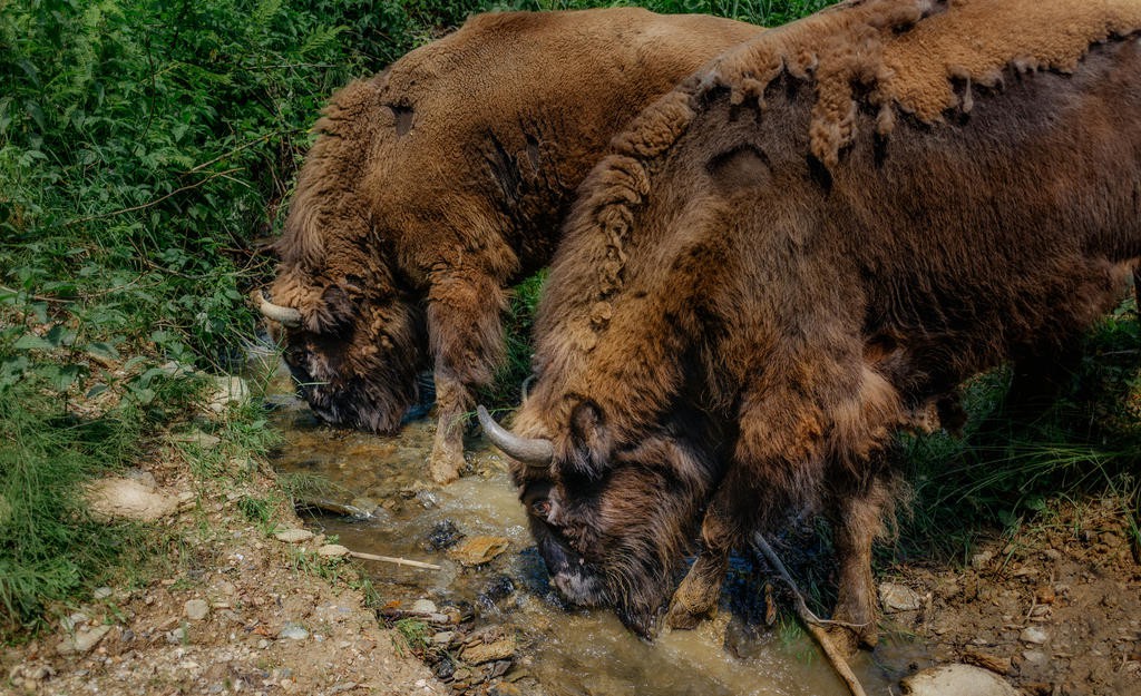 zimbri - muntii tarcului 3 © Costas Dumitrescu