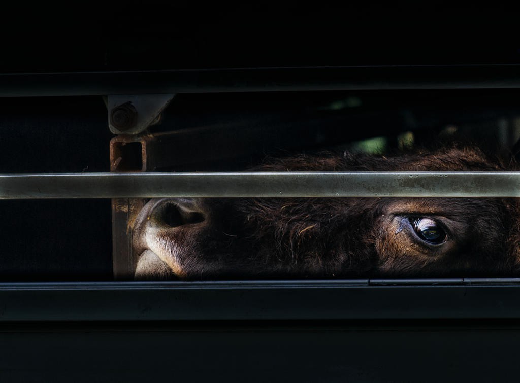 zimbri - muntii tarcului 4 © Costas Dumitrescu