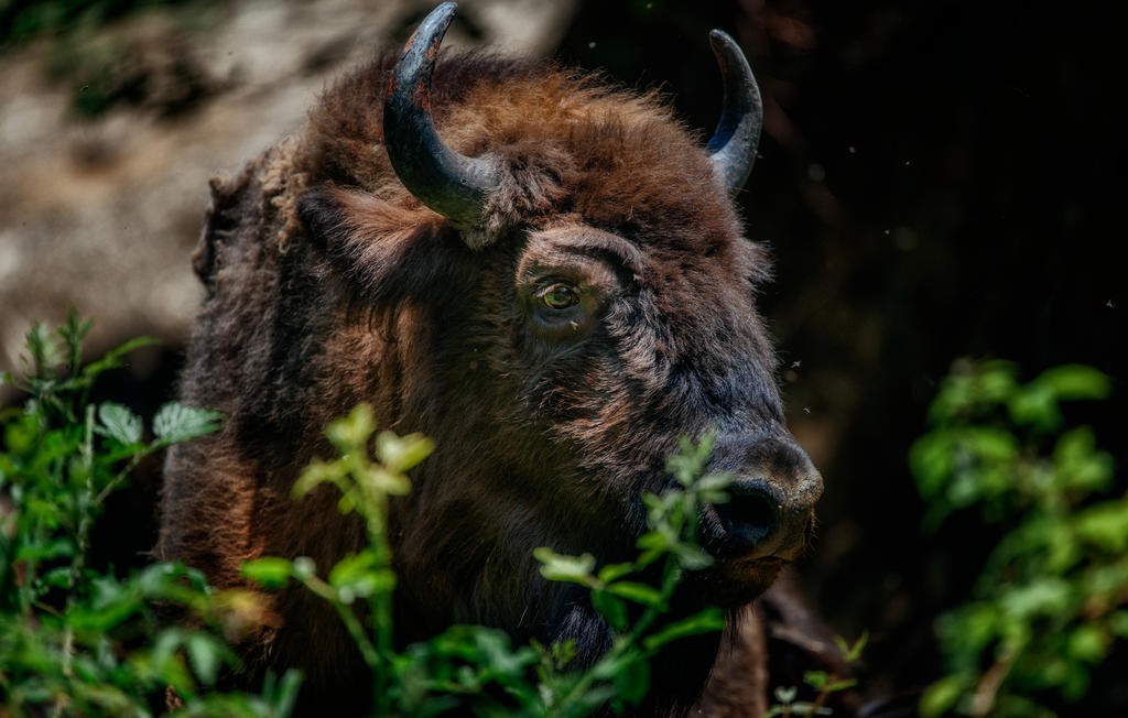 zimbri - muntii tarcului 5 © Costas Dumitrescu