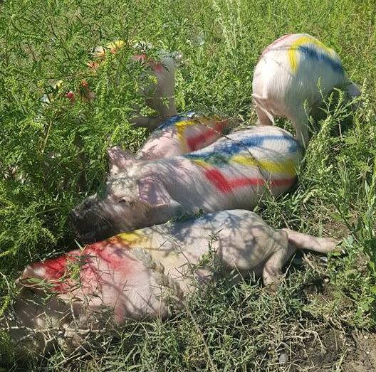 purcei-teren-moschee