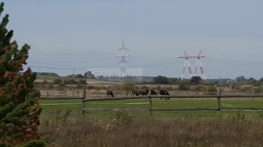 Ferma-lui-Maricuta-12