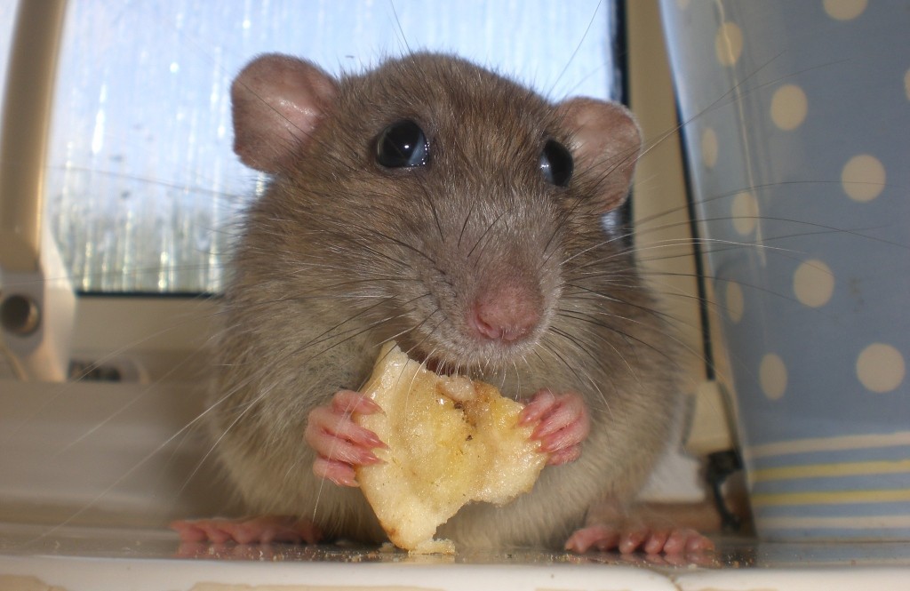 rat-cookie-1024x665
