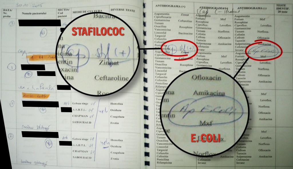 1_Primele_doua_bacterii_web2-1-1024x591