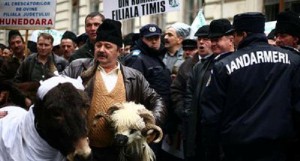 protest-ciobani