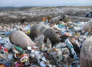 16467groapa-de-gunoi-1