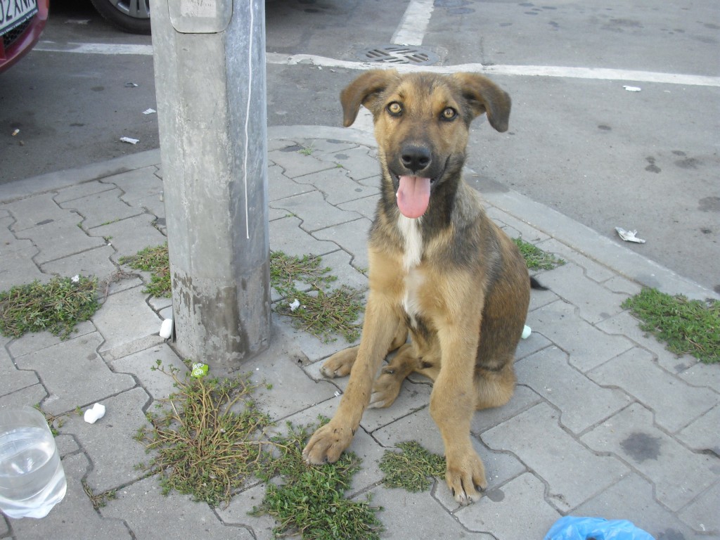 catel-abandonat-isi-cauta-o-familie-iubitoare-0