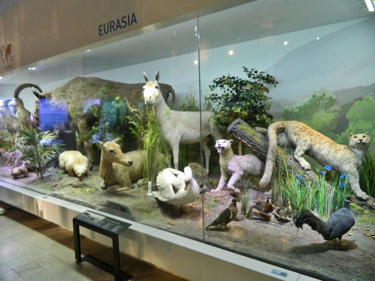 diorama