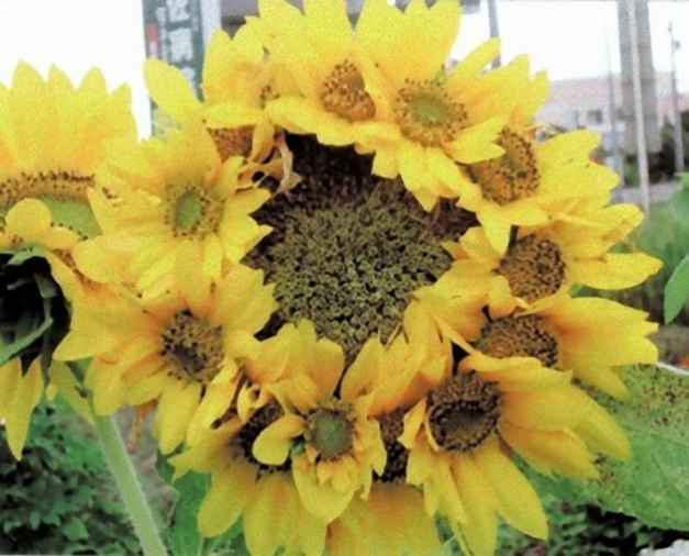 floarea soarelui mutanta