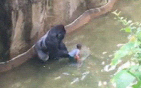 IMAGINI ŞOCANTE! O gorilă de 17 ani a fost împuşcată după ce un băieţel a căzut în ţarcul animalului, la Zoo | Ce a încercat să facă animalul 