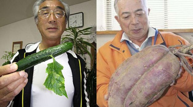 Monştrii de la Fukushima  | Flori şi fructe hidoase, rezultatul unor mutaţii genetice provocate de radiaţii 
