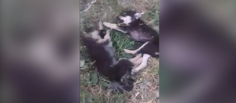 Scene șocante într-o comună din Hunedoara! Căței UCIȘI CU BESTIALITATE în fața unor copii care se jucau cu puii | Martor: „I-a prins de picioare și i-a dat cu capul de ciment până i-a omorât” 