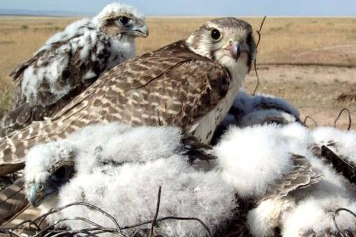 O ŞTIRE EXTRAORDINARĂ | Dispărut cu mulţi ani în urmă, Şoimul dunărean – cea mai rară specie de pasăre din România, din nou în Câmpia de Vest