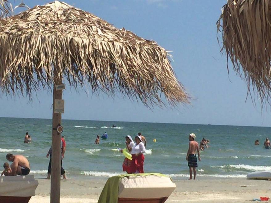 tigani-porc-plaja-mamaia