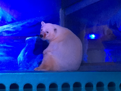 urs polar acvariu