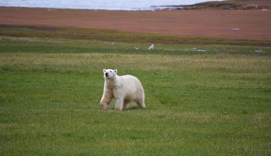 urs polar - siberia - iarba