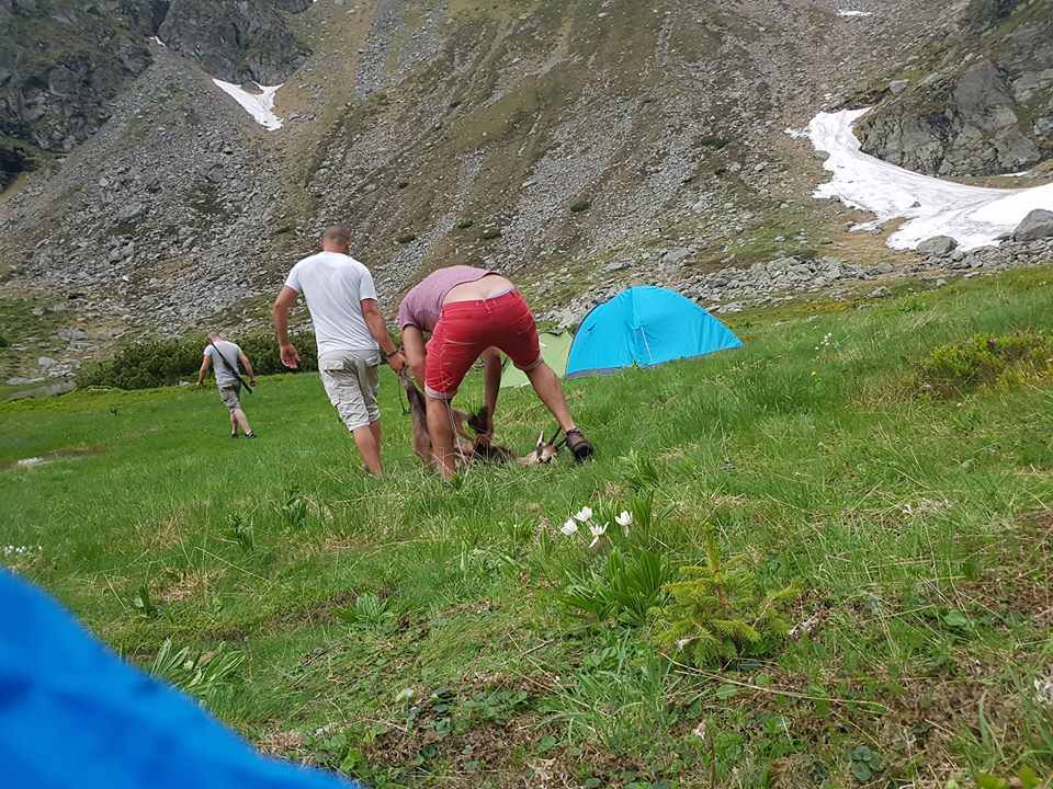 capra-neagra-braconata 1