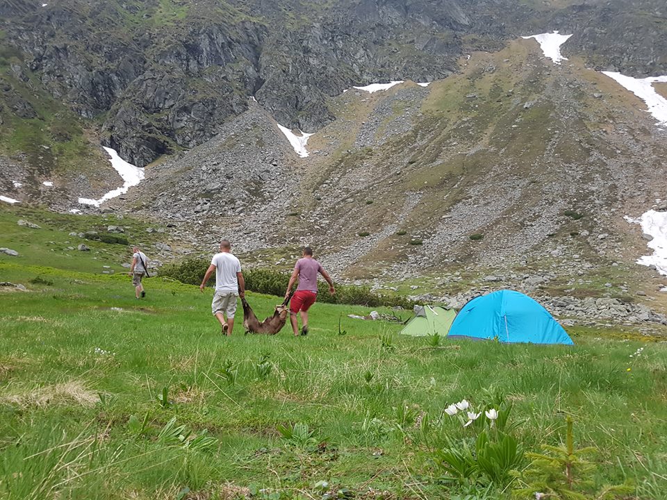 capra-neagra-braconata 2