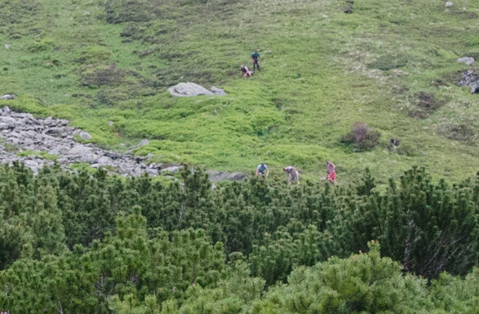 capra neagra braconata