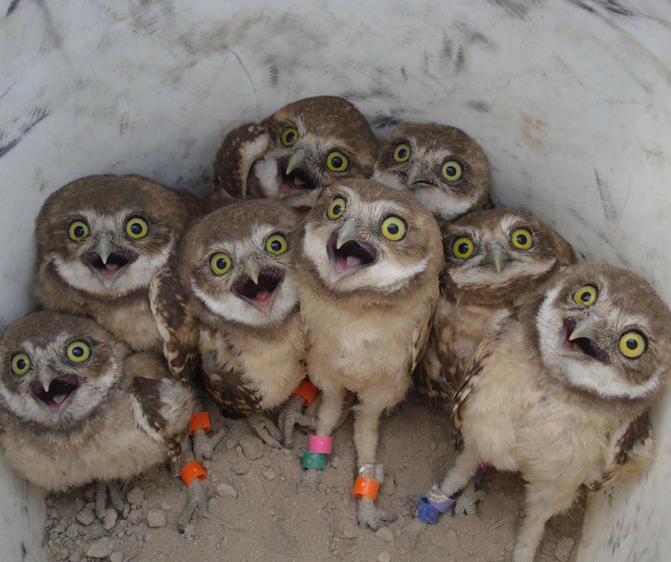 bufnite-amabsada-sua