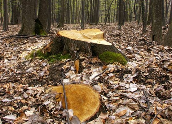 holzindustrie-schweighofer-taieri-ilegale-lemn-padure