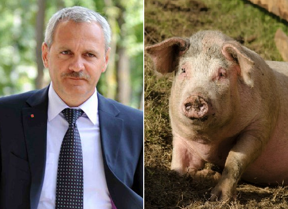 dragnea-porc