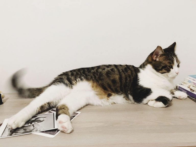 My cat is dancing on „My Way”